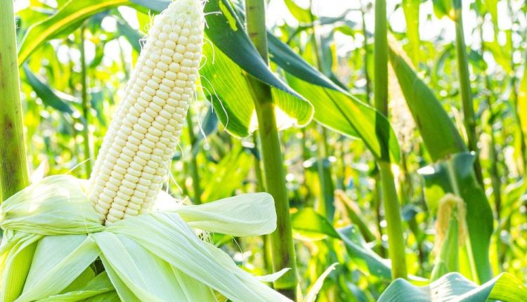 ارتفاع أسعار الذرة 400 جنيه فى الاسواق المصرية