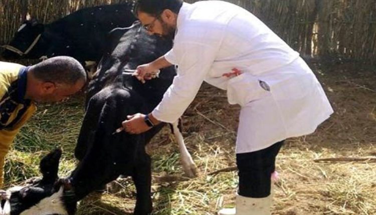 الحملة القومية لتحصين الماشية ضد الحمى القلاعية وحمى الوادى فى مرسى مطروح