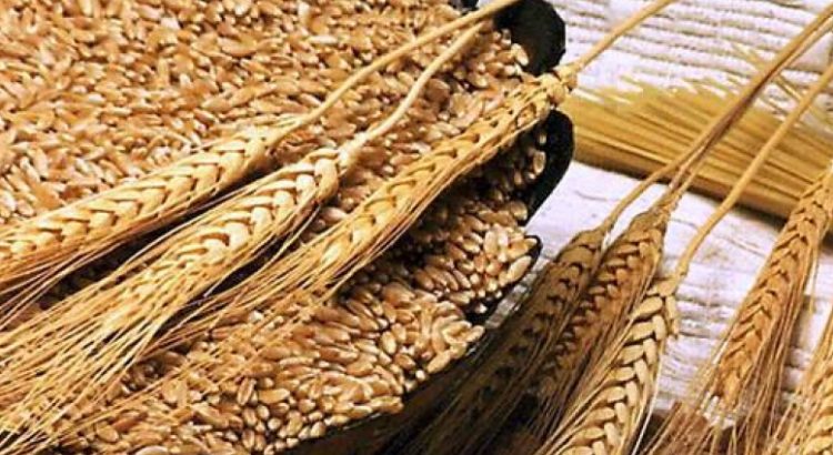 غرفة صناعة الحبوب مخزون القمح يتجاوز الــ5 أشهر القادمة