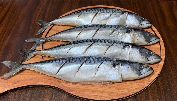 فوائد سمك الماكريل والسردين لكبار السن والمرضعات والحوامل